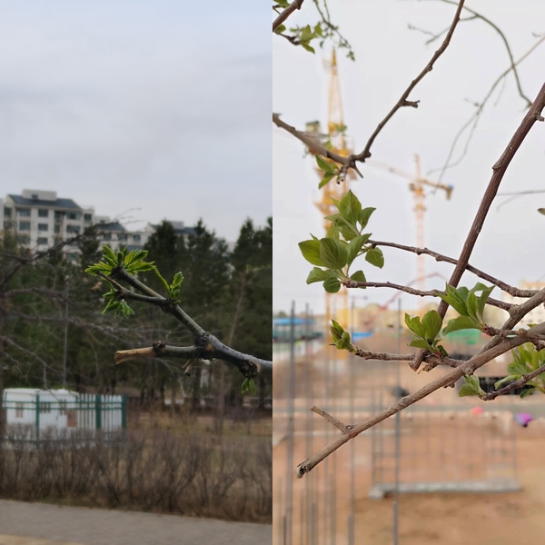 抬頭看，鄂爾多斯的春天